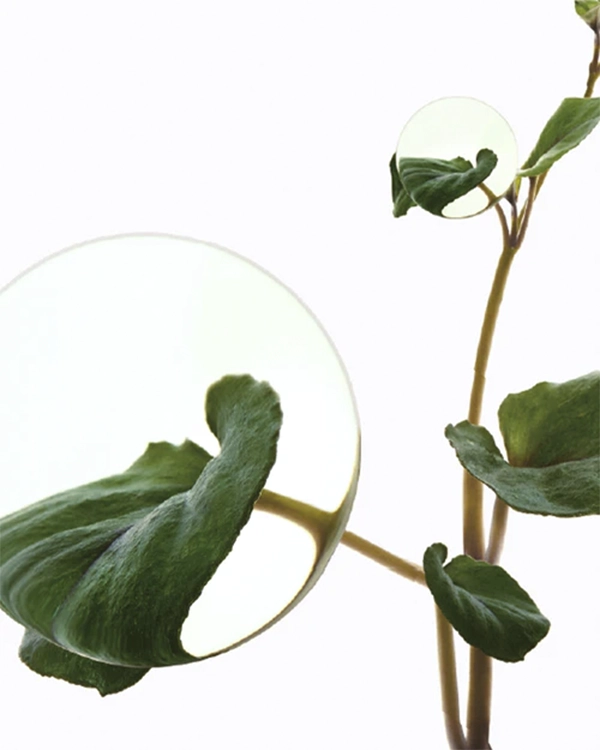 Heartleaf 77% Soothing Toner Anua Ecuador